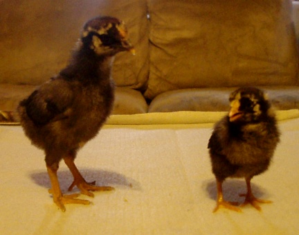 58435Big_GLW_and_Lil_GLW.JPG