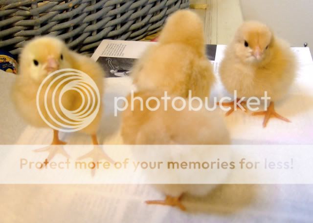 2ndpeeps1.jpg