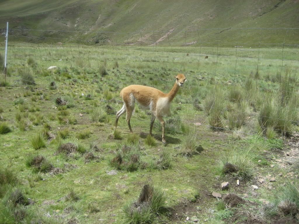 vicuna2.jpg