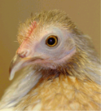 Matilda_the_Performing_Chicken_%28profile%29.png