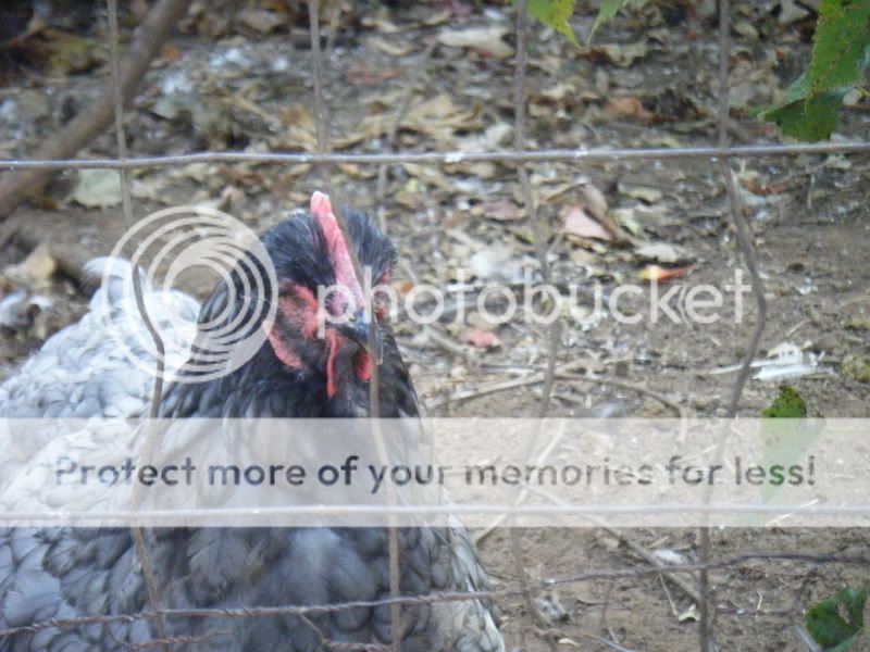 Chickenpics019.jpg