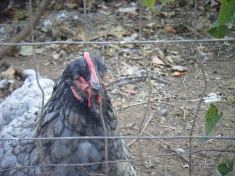 Chickenpics019.jpg