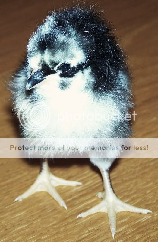 Chicksman022.jpg