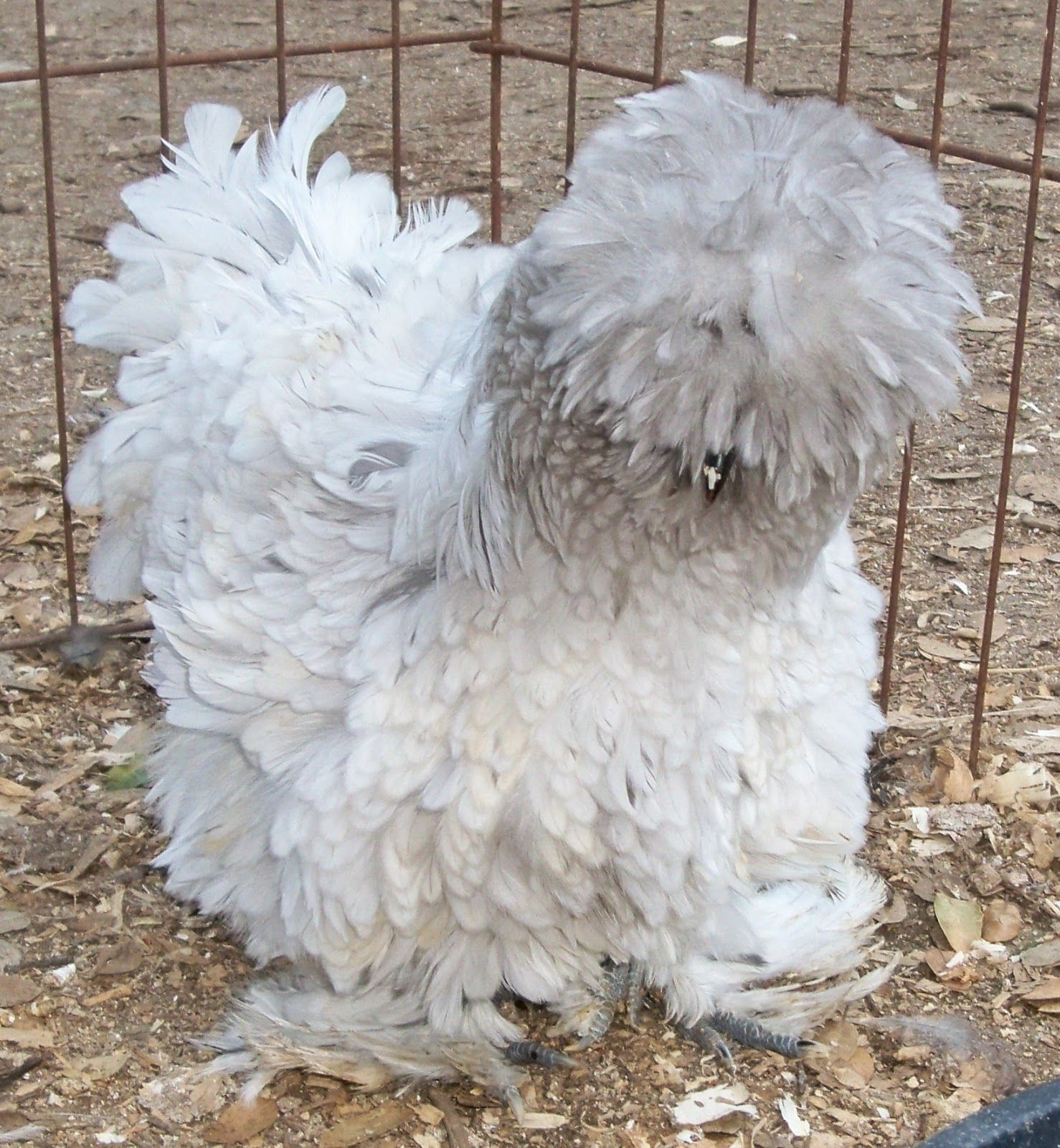 Sizzle Chickens - Updated Pictures Below | Fancy chickens, Beautiful  chickens, Silkie chickens