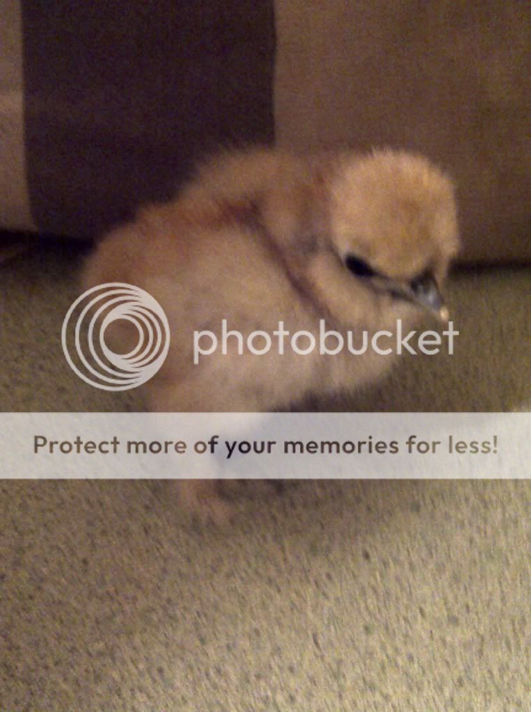 silkie4.jpg