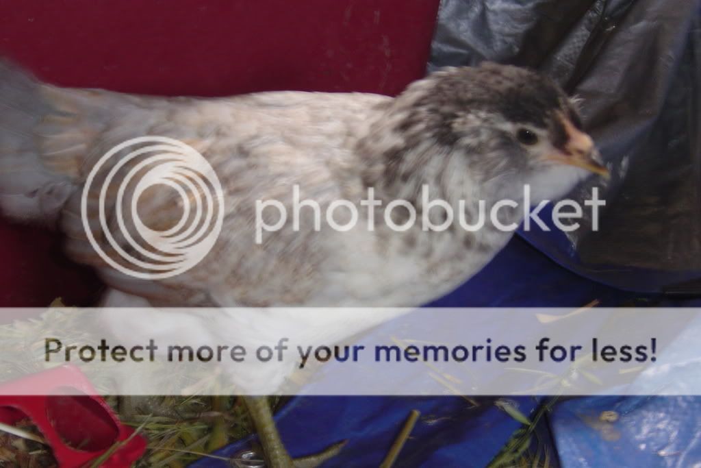 chicken077.jpg