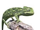 buy-sahel-chameleon.jpg
