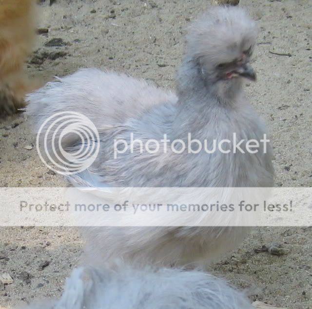 darklavpullet.jpg