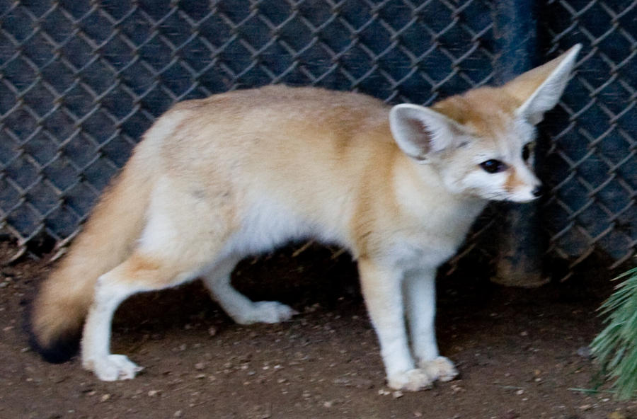 African_Desert_Fox_1_by_hotwiar.jpg