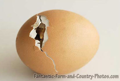 hatching.jpg