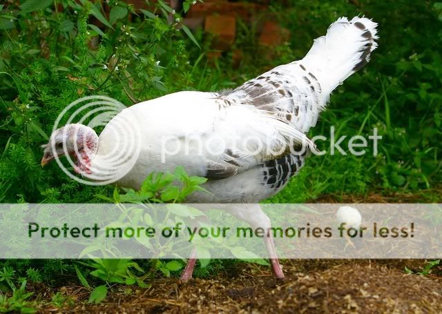 TurkeyChickOutside2.jpg
