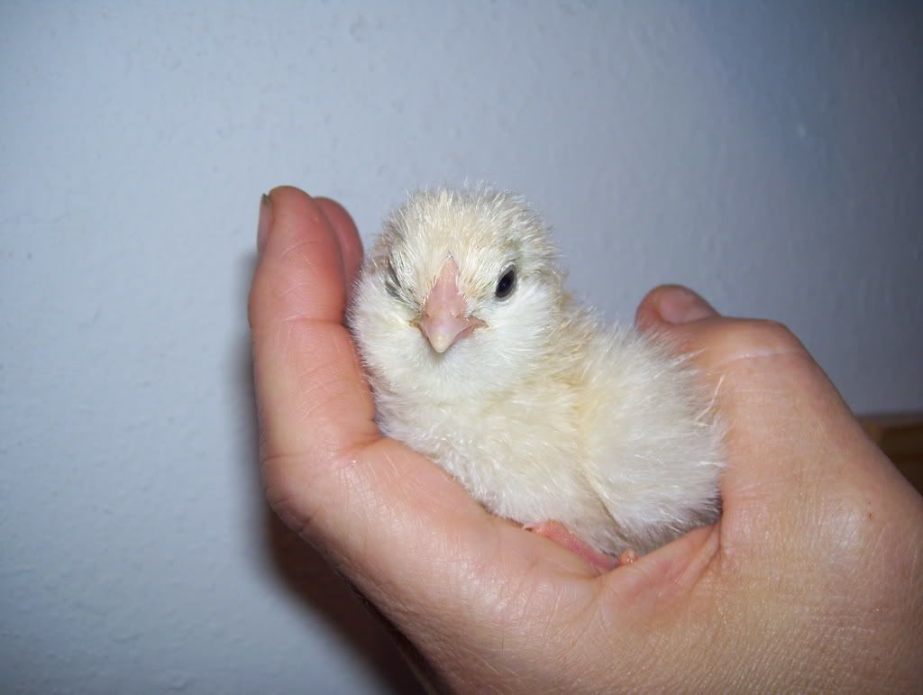 11302007FirstIncubatorHatching015.jpg