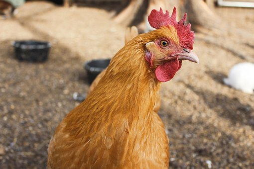 animal-1842298__340.jpg