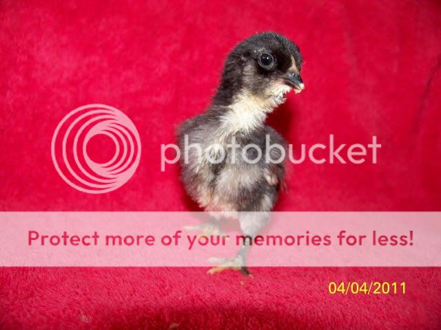 chicks004.jpg