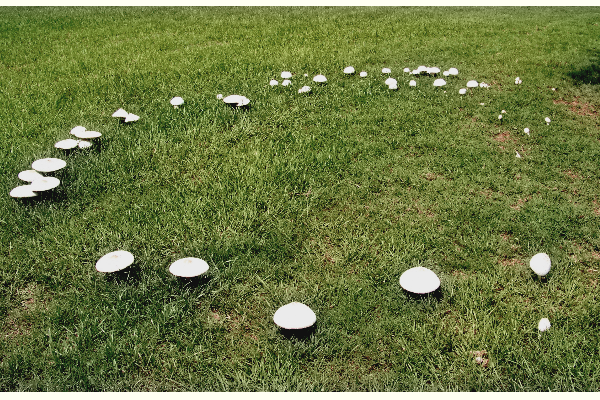 shrooms2.png