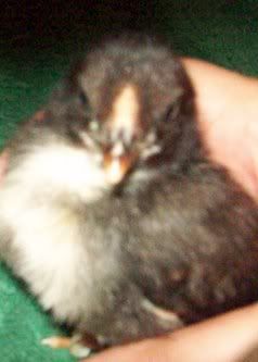 AraucanaChick1a-0502.jpg