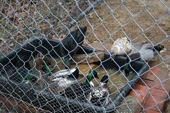 Ducks055smaller.jpg