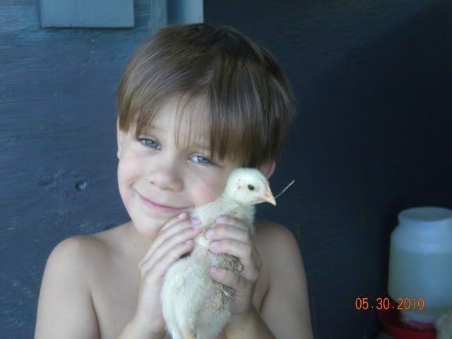 Chicks2010003.jpg