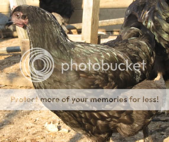 blackorp.jpg