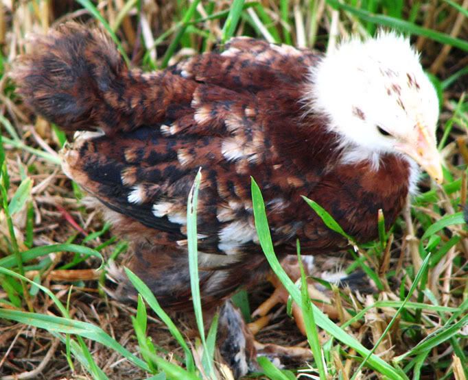 Eagle.jpg
