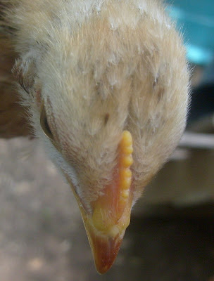 S6306840.JPG