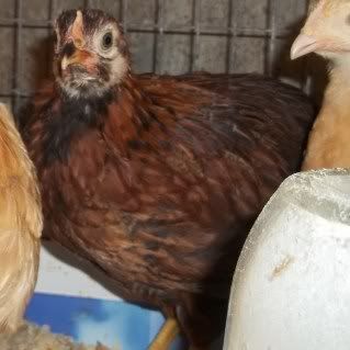 Chickens1-10092.jpg