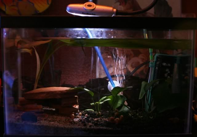 GuppyTank.jpg