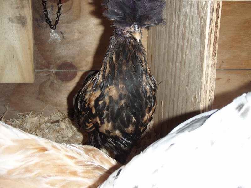 Chickens%20025.JPG