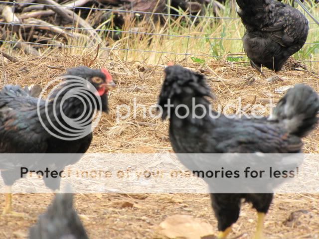IMG_3843.jpg