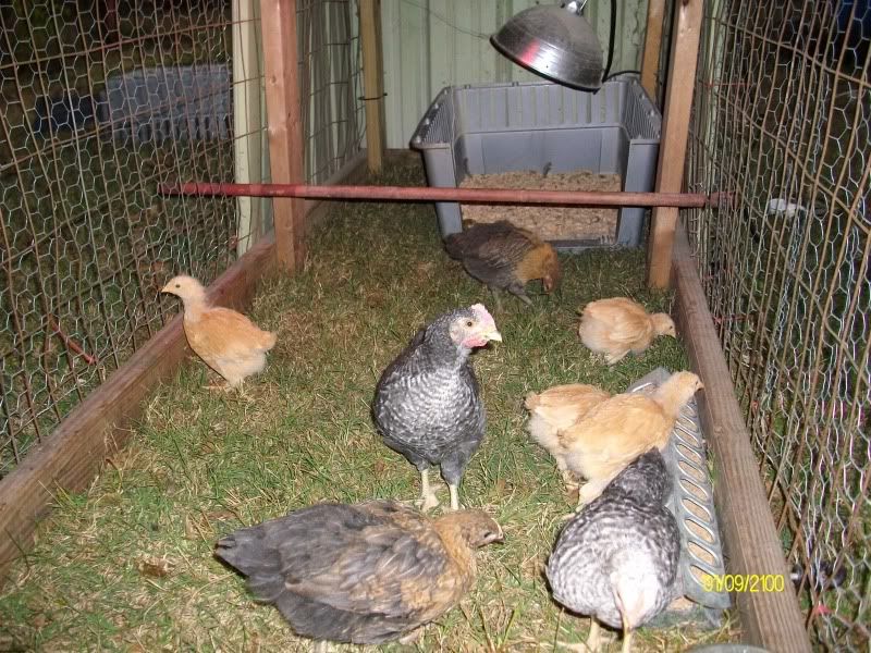BuffChicks004.jpg