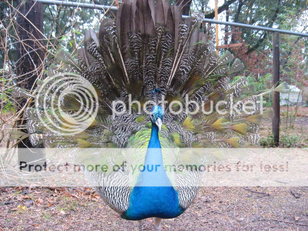 IMG_4504.jpg
