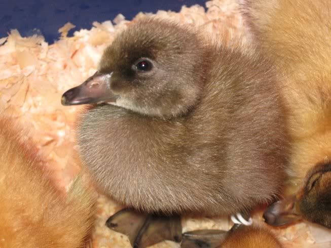 ducklings2.jpg