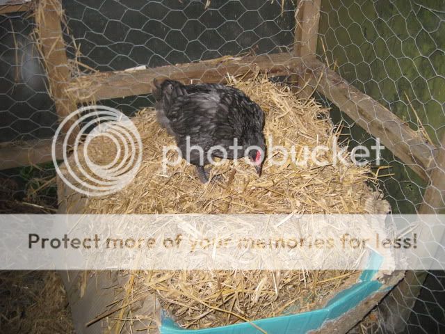 IMG_4343.jpg