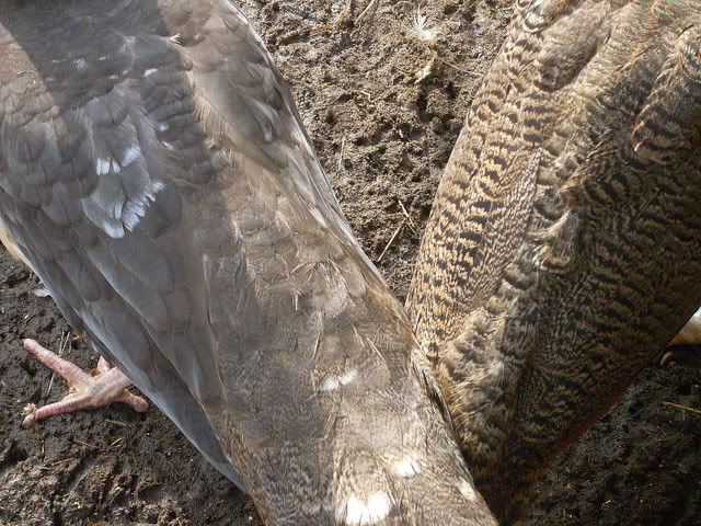 DSCN0727.jpg
