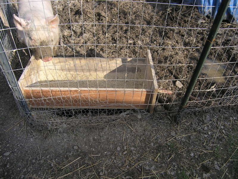 Pig08Trough.jpg