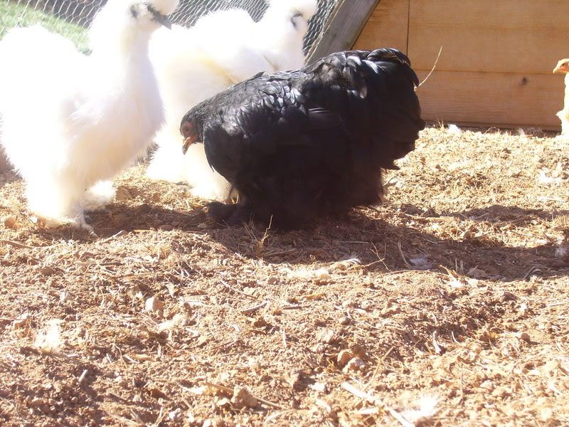 chickens12-14-07005.jpg