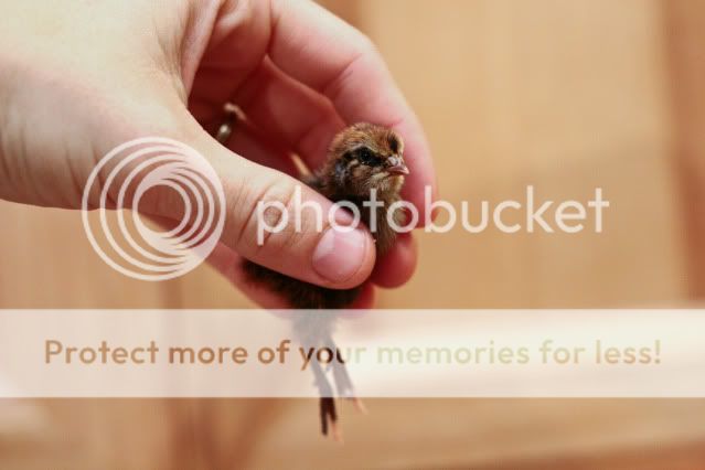 0006_quail.jpg