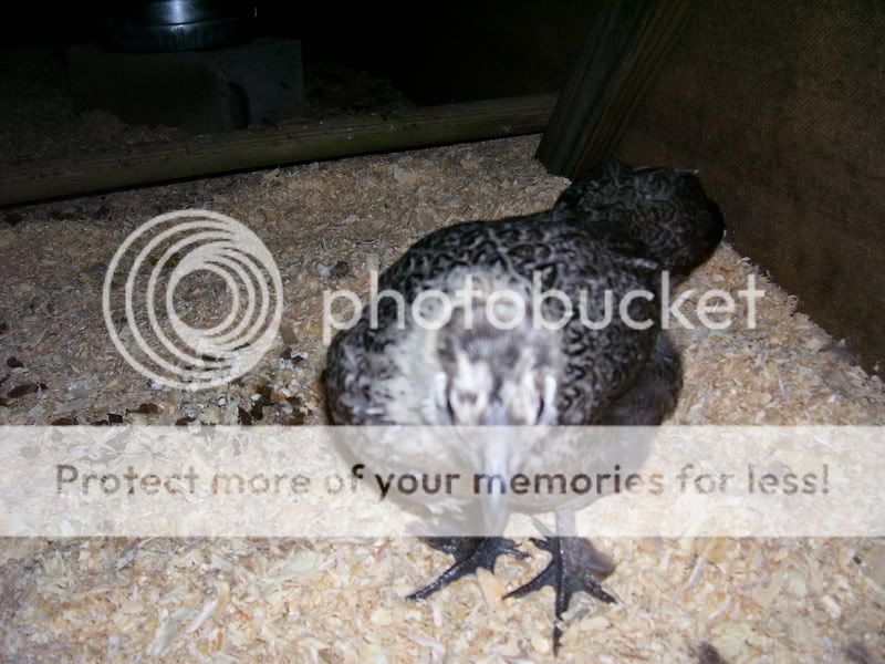 Chicks029.jpg