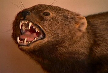 fishercat.jpg