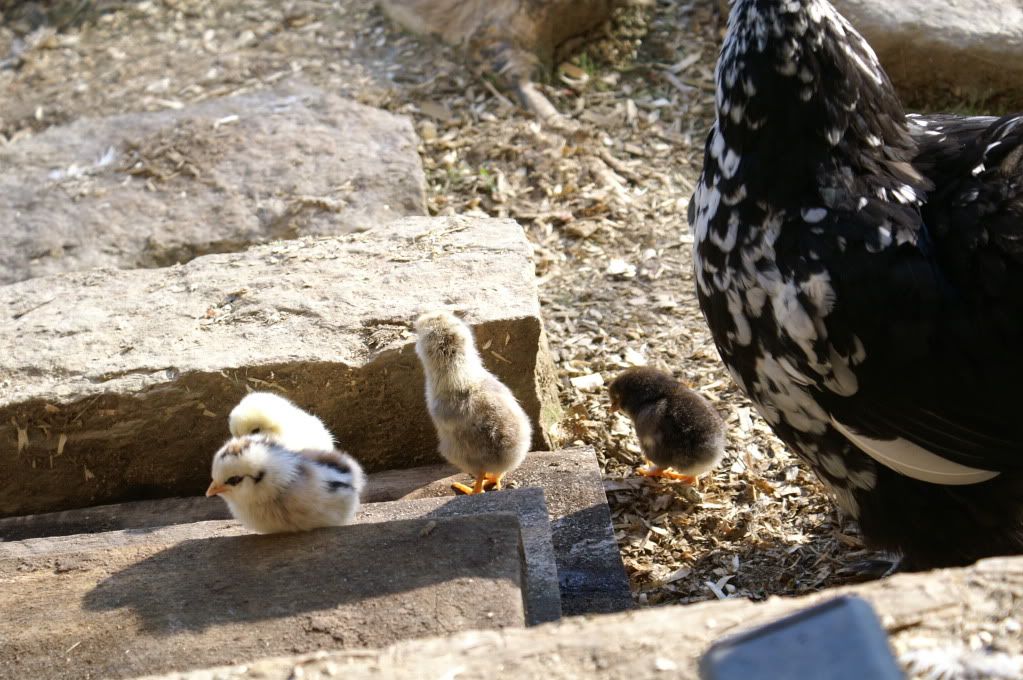 mychickens082.jpg