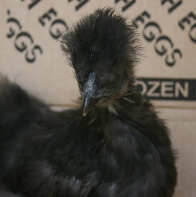 chick5comb.jpg