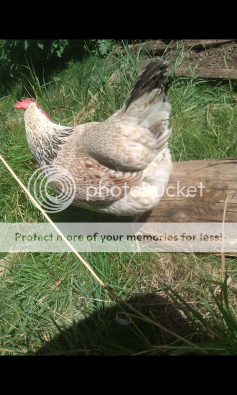 Screenshot_2013-09-04-10-11-36_zps013b728a.png