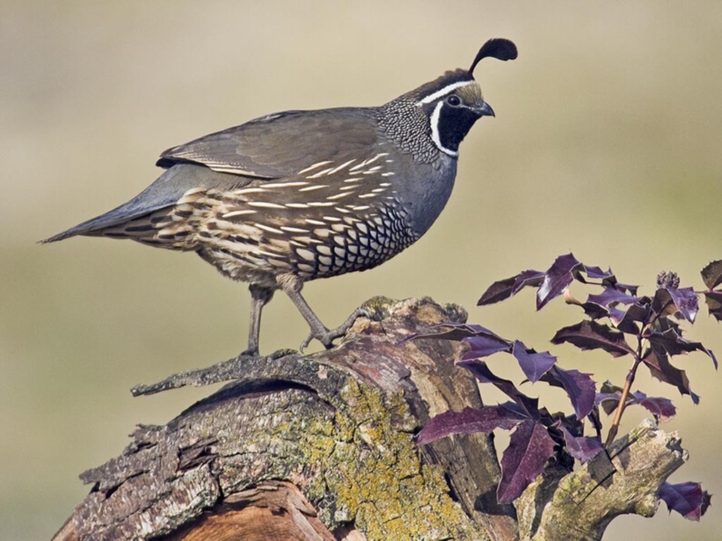 Quail,_California_male_q2c2530_std.jpg