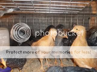 chicksDec021.jpg