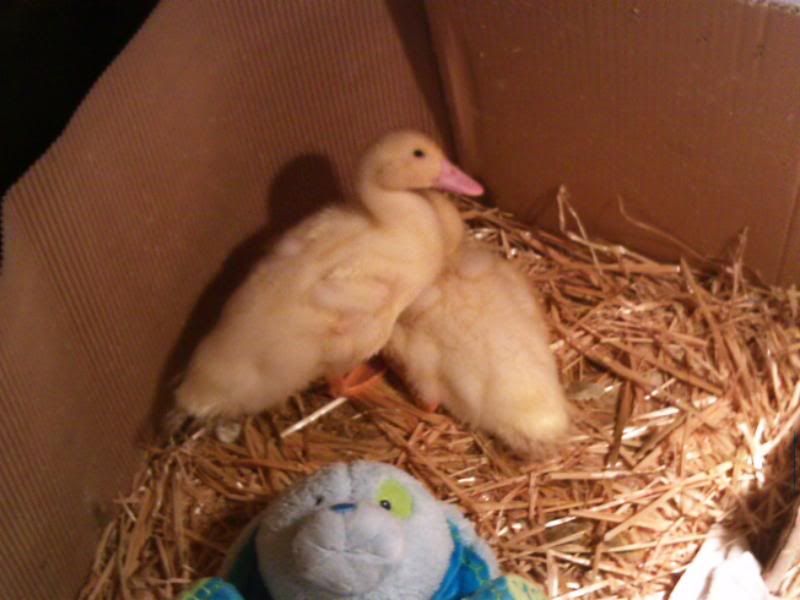 ducklings21.jpg