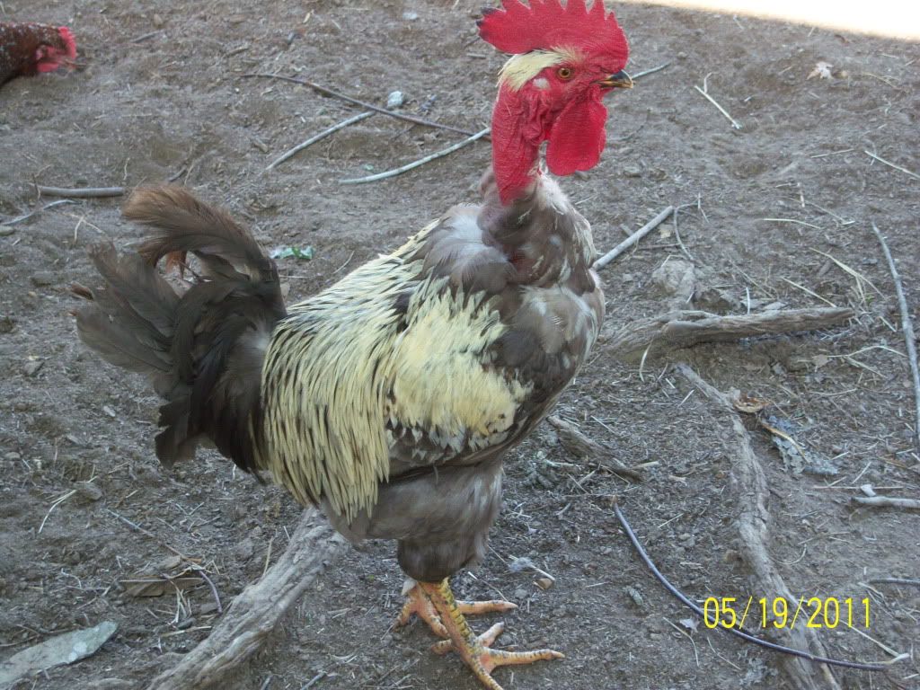 gallinas2011037.jpg
