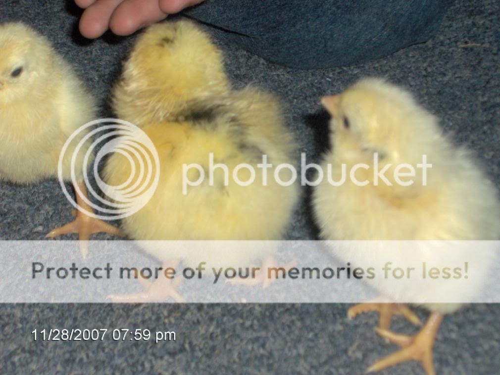 babychicks008.jpg