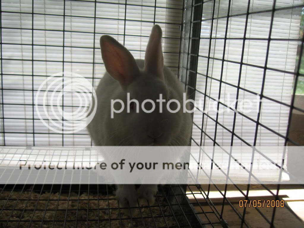 Chickens006.jpg