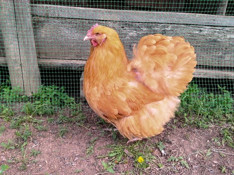 Buff Orpington Close Up