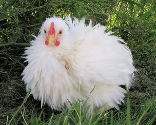 frizzle.jpg
